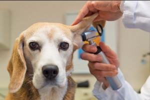 صورة المؤلف الطب البيطري